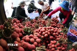Phân loại, đóng gói vải thiều xuất khẩu ở vùng sản xuất vải thiều Lục Ngạn, tỉnh Bắc Ninh. (Ảnh: Vũ Sinh/TTXVN)