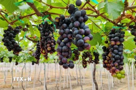Giống nho Hạ đen trồng tại xã Ninh Phước, tỉnh Khánh Hòa. (Ảnh: Nguyễn Thành/TTXVN)