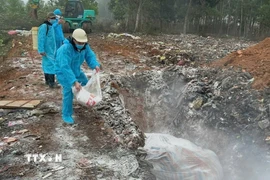 Lực lượng chức năng xử lý tiêu hủy lợn bệnh và xử lý ổ dịch. (Ảnh: TTXVN phát)