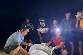 Thả rùa con về biển. (Ảnh: Báo Gia Lai)