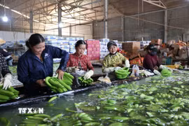 Sơ chế chuối xuất khẩu tại xưởng đóng gói của Công ty Cổ phần cao su Thống Nhất, xã Nghĩa Thành, Thành phố Hồ Chí Minh - một trong những mặt hàng nông sản xuất khẩu sang thị trường New Zealand, Australia, Nhật Bản, Hàn Quốc, Trung Quốc, Hoa Kỳ. (Ảnh: Hoàng Nhị/TTXVN)