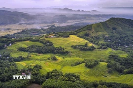 Vẻ đẹp của những thửa ruộng bậc thang Miền Đồi (Phú Thọ) không thua kém gì so với những vùng đất vốn đã rất nổi tiếng về ruộng bậc thang như Lào Cai. (Ảnh: Trọng Đạt/TTXVN)
