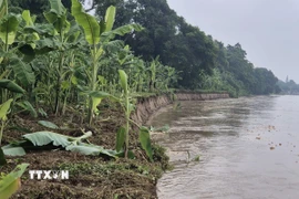 Do hiện tượng sạt lở bờ sông Thao, hàng chục hécta diện tích trồng chuối của người dân ở khu 7, xã Lâm Thao, tỉnh Phú Thọ bị trôi xuống sông. (Ảnh: Tạ Toàn/TTXVN)