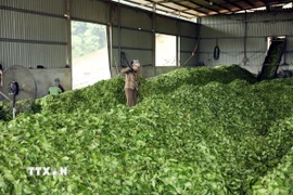 Chế biến chè tại Tân Trào, Tuyên Quang. (Ảnh: Quang Cường/TTXVN)