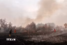 Lực lượng cứu hỏa nỗ lực dập lửa cháy rừng tại Kampar, tỉnh Riau, Indonesia, ngày 20/7/2025. (Ảnh: THX/TTXVN)