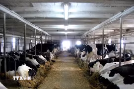Trang trại nuôi bò sữa ở Canada. (Ảnh: Dairy farmers of Canada/TTXVN)