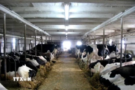 Trang trại nuôi bò sữa ở Canada. (Ảnh: Dairy farmers of Canada/TTXVN)
