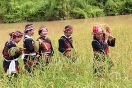 Tết cơm mới là nghi lễ linh thiêng để giữ hồn lúa mẹ của bà con dân tộc Xá Phó. (Ảnh: Cổng thông tin điện tử tỉnh Lào Cai)