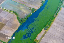Dòng nước trên sông Vàm Cỏ Đông chuyển thành màu đen, mặt nước xuất hiện lớp màng màu trắng đục, bốc mùi hôi thối. (Ảnh: Minh Phú/TTXVN)