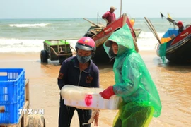 Vận chuyển sứa lên bờ để mang đi tiêu thụ. (Ảnh: Thanh Thủy/TTXVN)