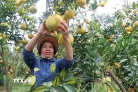 Nông dân phường Chũ, tỉnh Bắc Ninh, phấn khởi thu hoạch bưởi. (Ảnh: Thanh Thương/TTXVN)