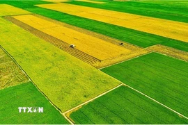 Mô hình sản xuất cánh đồng mẫu lớn gắn với ứng dụng cơ giới hóa trong sản xuất tại Cà Mau. (Ảnh: TTXVN phát)