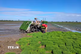 Hợp tác xã Dịch vụ nông nghiệp Mỹ Đông 2 (huyện Tháp Mười) đẩy mạnh cơ giới hóa trong sản xuất nông nghiệp. (Ảnh: Nhựt An/TTXVN)