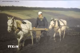 Một trong những hình ảnh sống động kể về cuộc sống nông thôn của đại văn hào Nga Lev Tolstoi. (Ảnh: Văn Hiếu/TTXVN)