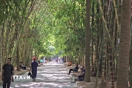 Con đường tre giữa lòng thủ đô Bắc Phi. (Ảnh: Hữu An/TTXVN)