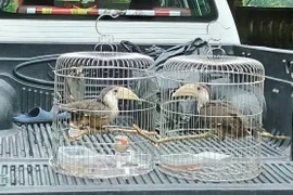 Quảng Trị tiếp nhận 2 cá thể chim niệc nâu quý hiếm để tái thả về tự nhiên