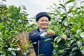 Ông Đặng Văn Háu, dân tộc Dao, Giám đốc hợp tác xã Trà Pèng, hái chè cùng người dân. (Ảnh: Đức Thọ/TTXVN)