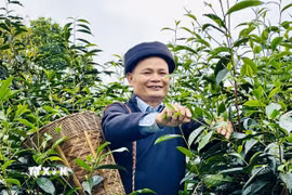 Ông Đặng Văn Háu, dân tộc Dao, Giám đốc hợp tác xã Trà Pèng, hái chè cùng người dân. (Ảnh: Đức Thọ/TTXVN)