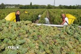 Nông dân thu hoạch nho tại Leognan, Bordeaux, Pháp. (Ảnh: THX/TTXVN)