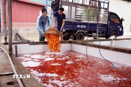 Khu vực bể chứa cá chép đỏ tại làng Thủy Trầm được thay nước thường xuyên, bảo đảm môi trường sạch cho cá sinh trưởng. (Ảnh: Tạ Toàn/TTXVN)