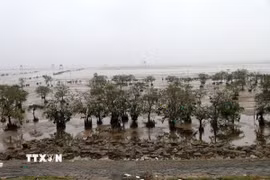 Rừng ngập mặn mới trồng tại xã Vạn Lộc, Thanh Hóa. (Ảnh: Nguyễn Nam/TTXVN)