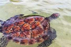 Cá thể rùa quý hiếm được thả về tự nhiên. (Ảnh: Báo Lâm Đồng)