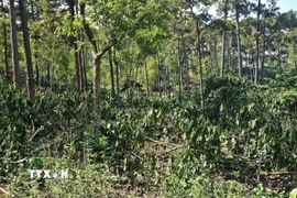 Diện tích 9,21ha rừng bị người dân lấn chiếm. (Ảnh: TTXVN phát)
