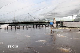 Các hồ nuôi áp dụng công nghệ tự động gần như toàn bộ từ điều tiết nước, cho tôm ăn, tạo oxy… tại Vùng nuôi trồng thủy sản tập trung tại xã Bắc Trạch, tỉnh Quảng Trị. (Ảnh: Tá Chuyên/TTXVN)