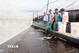 Sau khi có quy hoạch vùng nuôi trồng thủy sản tập trung tại xã Bắc Trạch (Quảng Trị) đã thu hút được nhiều tổ chức cá nhân đầu tư vào để nuôi trồng thuỷ sản bền vững. (Ảnh: Tá Chuyên/TTXVN)
