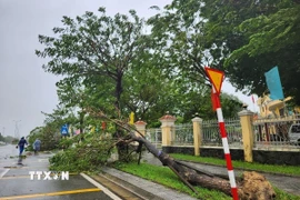 Hàng loạt cây xanh trên đường Đống Đa bị bật gốc, gãy ngã. (Ảnh: Mai Trang/TTXVN)