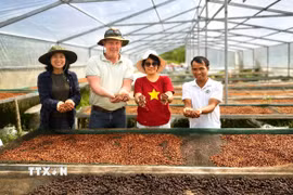 Chuyên gia Harro Boekhold chia sẻ: Khe Sanh không cần trở thành bản sao của bất kỳ vùng càphê nổi tiếng nào trên thế giới; giá trị của vùng đất này nằm ở câu chuyện về con người, hạt càphê và hành trình từ chiến tranh đến hòa bình. (Ảnh: TTXVN phát)