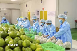 Đóng gói bưởi da xanh xuất khẩu tại Chợ Lách, Vĩnh Long. (Ảnh: Hồng Nhung/TTXVN)