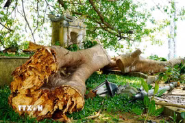 Nhánh đa gãy đã làm hư hỏng nghiêm trọng trụ đèn chiếu sáng. (Ảnh: Lê Phước Ngọc/TTXVN)