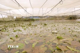 Vườn rau cải xanh của nhà vườn xã Ka Đô (Lâm Đồng) bị ngập trắng do nước lũ trên sông Đa Nhim dâng cao. (Ảnh: Nguyễn Dũng/TTXVN)