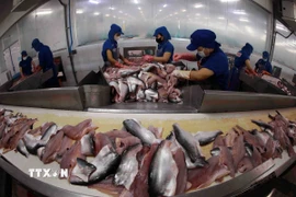 Dây chuyền chế biến cá tra xuất khẩu. (Ảnh: Vũ Sinh/TTXVN)