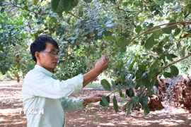 Vườn điều của gia đình ông Bùi Sỹ Luyên, xã Hòa Hưng (Xuyên Mộc, Bà Rịa-Vũng Tàu) hiện mới đang ra hoa. (Ảnh: Hoàng Nhị/TTXVN)