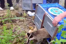 Các loài động vật hoang dã được tái thả đều có phân bổ tự nhiên tại Vườn Quốc gia Tam Đảo. (Ảnh: Báo Quân đội Nhân dân)