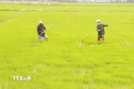 Nông dân phường Đông Lễ, thành phố Đông Hà (Quảng Trị) tỉa, dặm lúa Đông Xuân. (Ảnh: Nguyên Lý/TTXVN)