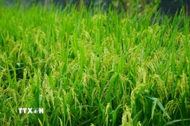 Quảng Trị đang chuyển từ mục tiêu đảm bảo an ninh lương thực sang phát triển nông nghiệp xanh-tuần hoàn. (Ảnh: Nhựt An/TTXVN)