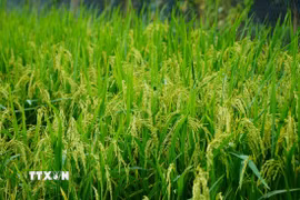 Quảng Trị đang chuyển từ mục tiêu đảm bảo an ninh lương thực sang phát triển nông nghiệp xanh-tuần hoàn. (Ảnh: Nhựt An/TTXVN)