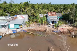 Hiện trường điểm sạt lở bờ sông ở xã Nhơn Mỹ, thành phố Cần Thơ xảy ra vào tháng 4/2026. (Ảnh: Thanh Liêm/TTXVN)