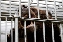 Từ đầu năm đến nay, Nhật Bản đã ghi nhận 13 người tử vong do bị gấu tấn công. (Ảnh: Reuters)