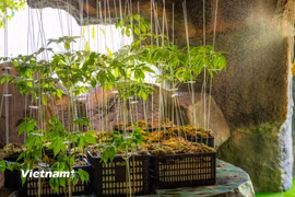 Khám phá thế giới thảo dược liệu độc đáo giữa lòng Gia Lai