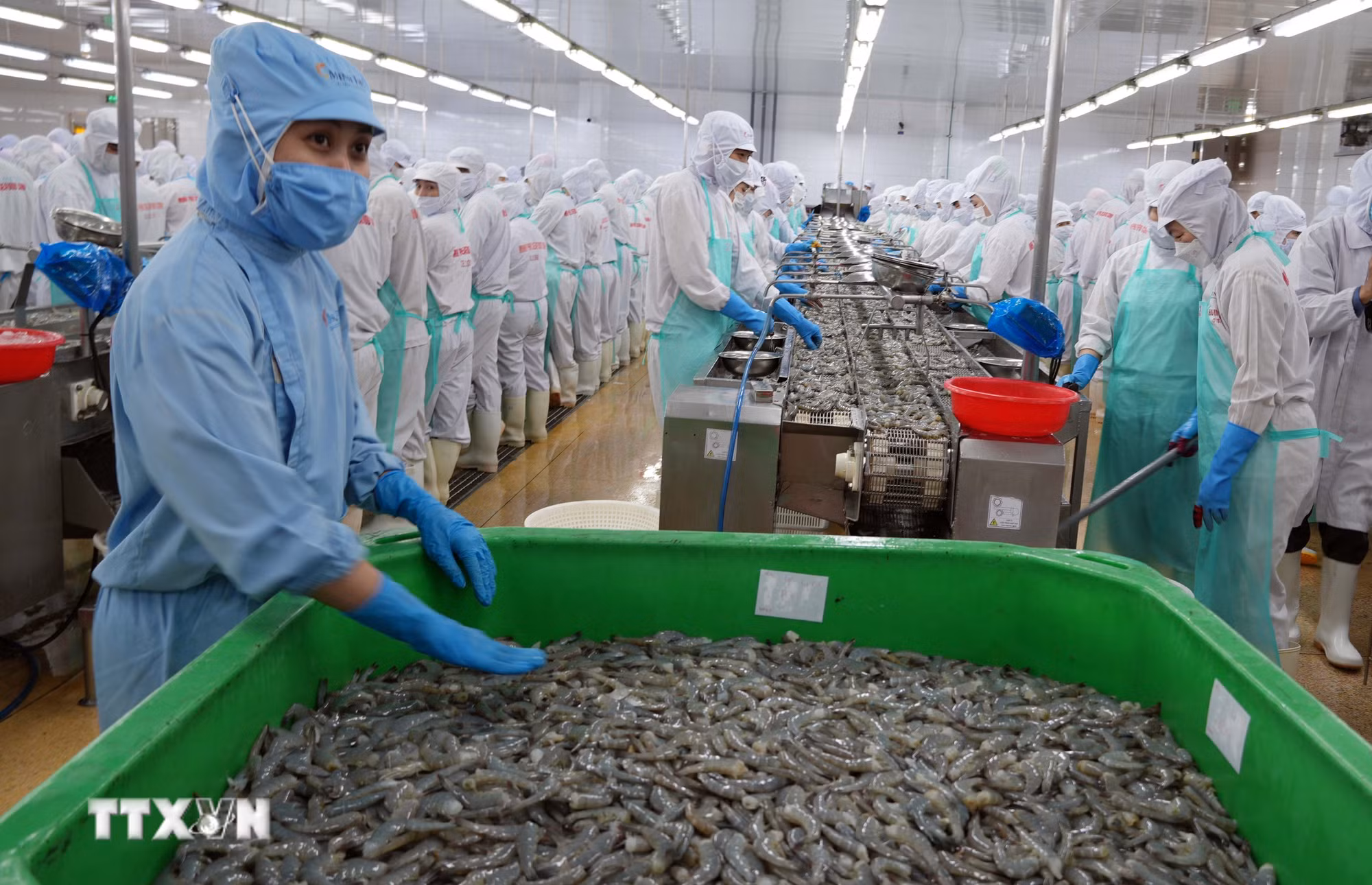 ttxvn-potal-ca-mau-phat-trien-nghe-nuoi-thuy-san-de-tang-manh-kim-ngach-xuat-khau-8858857.jpg