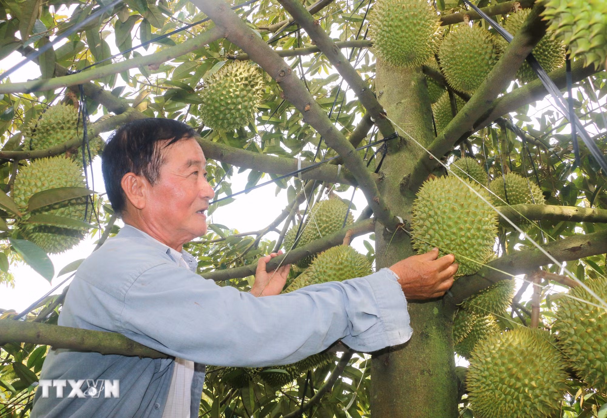 ttxvn-sau-rieng-5.jpg