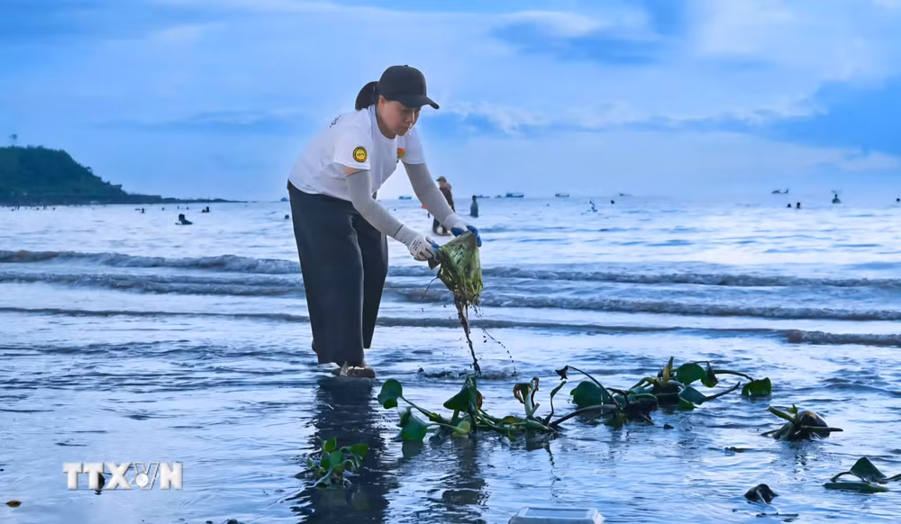 ttxvn-do-son-don-dep-ve-sinh-moi-truong-bien.jpg