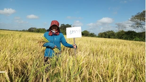 Chuyên gia nông nghiệp Trần Thị Thắm hạnh phúc bên cánh đồng lúa Việt Nam trên đất bạn Cuba. (Ảnh: Mai Phương/TTXVN)