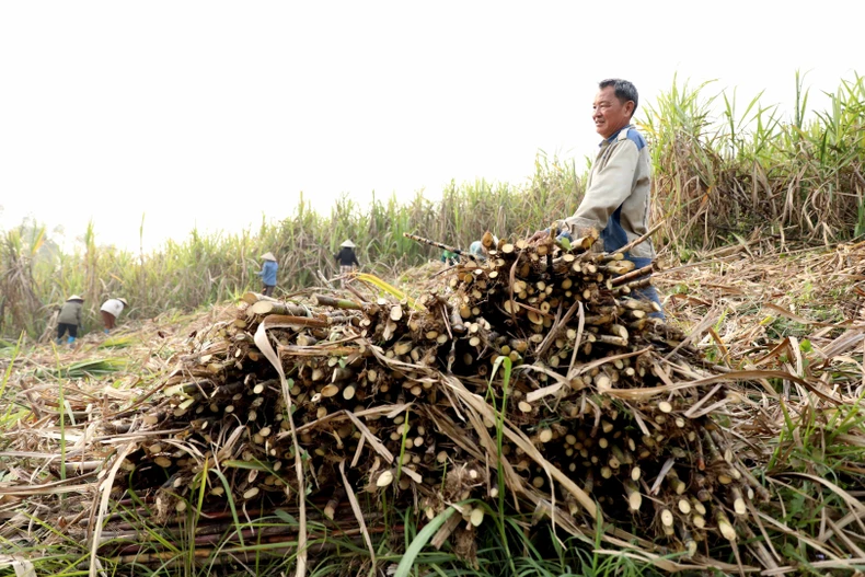 Trừ hết chi phí, người trồng mía ở Tuyên Quang thu lãi bình quân từ 40-50 triệu đồng/ha. (Ảnh: Quang Cường/TTXVN)