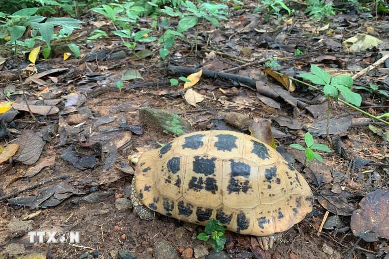 Rùa núi vàng. (Ảnh: TTXVN phát)