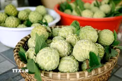 Những quả na Bồ Lý chín đều, căng tròn, mang theo hương vị ngọt lành của vùng quê Phú Thọ. (Ảnh: Hoàng Hùng/TTXVN)